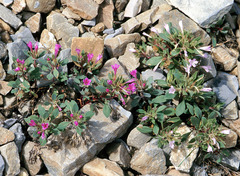 Collomia debilis debilis