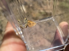 Ochlodes agricola