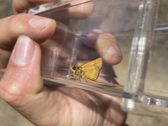 Ochlodes agricola