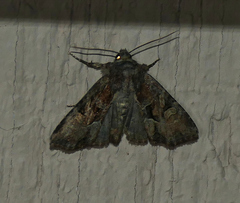 Lacinipolia lepidula