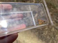 Ochlodes agricola
