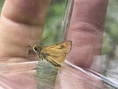 Ochlodes agricola