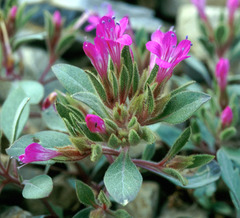 Collomia debilis debilis