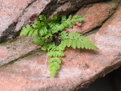 Cystopteris utahensis