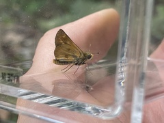 Ochlodes agricola
