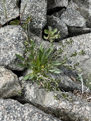 Draba crassa