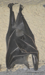Pteropodidae
