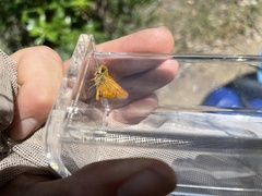 Ochlodes agricola