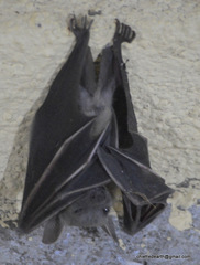 Pteropodidae