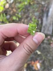 Euphrasia subarctica