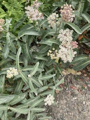 Asclepias eriocarpa