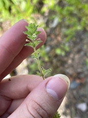 Euphrasia subarctica