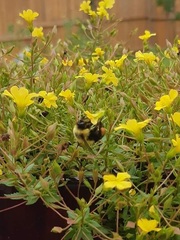 Bombus impatiens