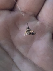 Micrathena sagittata