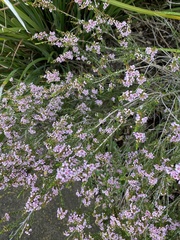 Thryptomene