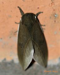 Automeris basalis