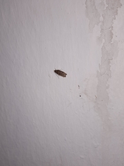 Lepidoptera