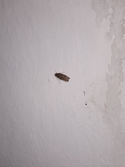 Lepidoptera