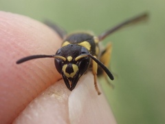 Ancistrocerus claripennis