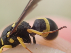 Ancistrocerus claripennis