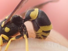 Ancistrocerus claripennis