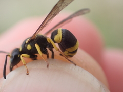 Ancistrocerus claripennis