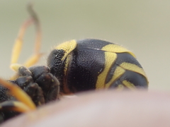 Ancistrocerus claripennis