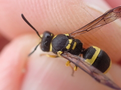 Ancistrocerus claripennis