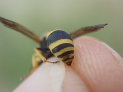 Ancistrocerus claripennis