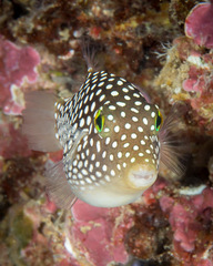 Canthigaster jactator