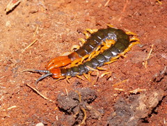 Cormocephalus westwoodi