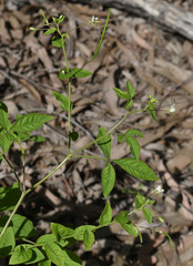 Cleome aculeata