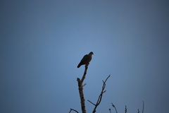 Patagioenas maculosa