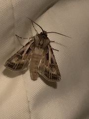 Agrotis vestigialis