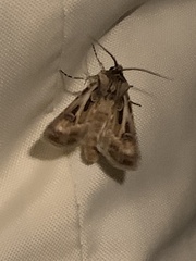 Agrotis vestigialis