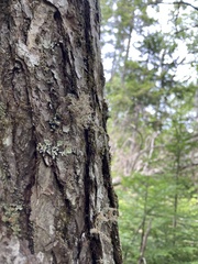 Sphaerophorus globosus