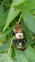 Laphria grossa