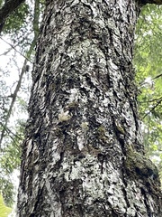 Sphaerophorus globosus