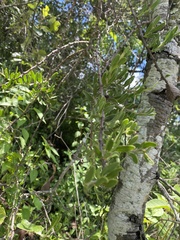 Cladocolea microphylla