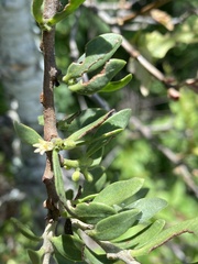 Cladocolea microphylla