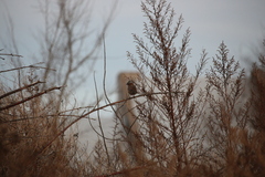 Zonotrichia capensis