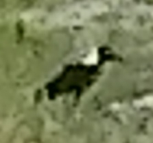 Collared Crow