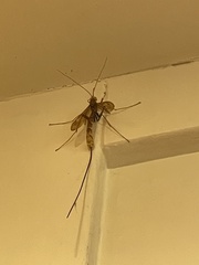 Megarhyssa macrurus icterosticta