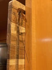 Megarhyssa macrurus icterosticta