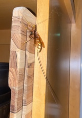 Megarhyssa macrurus icterosticta