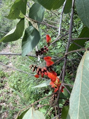 Erythrina breviflora