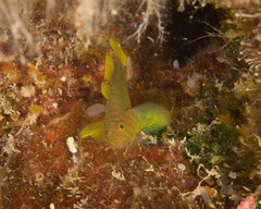 Priolepis aureoviridis