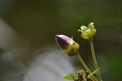 Cobaea scandens