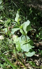 Epipactis helleborine tremolsii