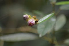 Cobaea scandens